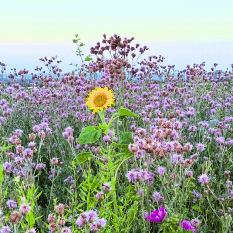 Mehr über den Artikel erfahren Abendspaziergänge – kleine Runde, große Wirkung